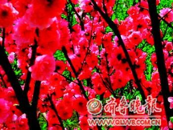 ���Ļ��_�M�@��(�Y��Ƭ)